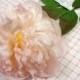 Vintage Millinery Peony Flower Pale Pink NOS Germany for Hats Weddings Fascinators, Bouquets