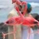 SALE! Pink Flamingo Cake Topper: Tropical Bride and Groom Love Bird Wedding Cake Topper
