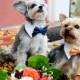 Custom Wedding Dog Collar- shirt and bow tie collar-wedding pet accessory
