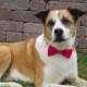 Dog Bow Tie Collar Attachment, doggie bowtie FUSCHIA PINK Pet Clothing party wedding formal birthday
