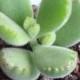 Succulent Plant. Bear's Paw Succulent.  Fuzzy green paws tipped in red. A favorite for any occassion. Great gift idea for teachers & friends