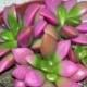 Succulent Plant. Anacampseros "Sunrise"  cluster of rosette shaped leaves in beautiful greens and rose. Great wedding favors.