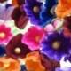 Forget Me Nots Flocked Paper Millinery Flowers in Fall Mix 2 Bouquets