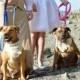 Ivory Dog of Honor Girl Collar with Flowers Bandana Rustic Burlap Wedding Photo Prop