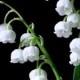 Live Plants LILY of the VALLEY - Rooted Tubers, Perennial, Will Multiply, Beautiful White Fragrant Flowers in Spring, Wedding Bouquet