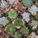 18 Succulent Plants, Beautiful, Great For Living Walls, Wedding Favors, Bridal Showers and More