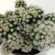 Cactus Plant. Arizona Snowcap is a hybrid of the Thimble Cactus with dense, white, clustering spines!!