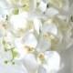 Cascading White Orchid Bouquet & Boutonniere phalaenopsis destination wedding flowers