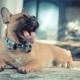 Dog cat bow tie collar  -Blue check - handsome dog cat pet collar designers dog collar