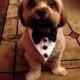Tuxedo Dog or Cat Wedding Collar Wedding or Holiday Pet wear Neck wear Formal dog collar ShihTzu Chihuahua Boxer Boston Terrier Yorkie