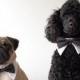 Designer Dog White Tuxedo Shirt Collar and basic color Bow Tie for Dog Wedding- Dog Tuxedo Collar, Wedding Dog Collar