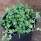 Succulent Plant. String of Pearls.  Senecio Rowleyanus. Made for  hanging baskets and trailing bouquets.