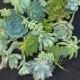 Succulent Wedding Favors - A Collection of 24 Succulent Cuttings Great for Wreath Making, Bouquets, Party Favors, Wedding Favors