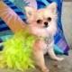 Lime Green (Neon) Lace Feather Harness Dog Dress with Crystals