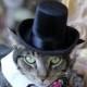 The Practical Aristocrat top hat and interchangeable bowtie collar with 5 bow ties for cats and dogs