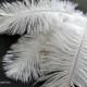 Set of 3 White 8 - 9 Inches Ostrich Feathers - Plumes - Wedding Party Decorations - Headband Feathers - Bouquet Feather