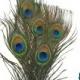 Small Peacock Feathers, 10 Pieces - SMALL NATURAL Peacock Tail Eye Feathers : 353