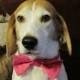 Satin Dog Bow Tie Collar - Ring Bearer Wedding Accessory