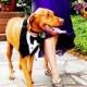 Dog Tuxedo Bow Tie Wedding Special Event
