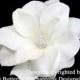 Bridal Hair Accessories, Wedding Hair Accessory, Bridal Hair Flower Clip - Pale Ivory Gardenia Flower Hair Clip - Clear Rhinestone