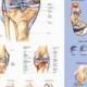 Knee Injuries Anatomy Poster