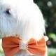 Orange Wedding dog Collar, Orange Pet wedding accessory, Dog Bow tie, Country wedding, Beach wedding