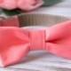 Coral Dog Bow Tie With Options For Dog Collar, Dog Leash