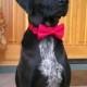 Christmas dog collar- Red Tuexdo with bow tie set  (Mini,X-Small,Small,Medium ,Large or X-Large Size)- Adjustable
