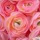 2 pcs Light Pink Silky Soft Ranunculus Artificial Flower Heads Color 3.5in DIY Bouquets Arrangements Hair Clips Wedding