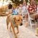 9 Adorable Ways To Include Your Pup: Dog Wedding Ideas