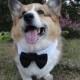 Detachable buttefly bowtie & shirt collar set Black pet dog bow tie white point collar for Dog ring bearer Page boy Wedding Party ( ML)