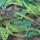 15 Foot Butterfly Garland In Greens.  Wedding, Shower, Decoration.Or CHOOSE Your COLORS.  Custom Orders Welcome.