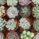 8 Large Succulent Plants, A Nice Collection, Great For Home Decor, Centerpieces, Garden Wedding,  From 4 Inch Pots