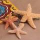 Baja Starfish Package, Starfish Hair Clip, starfish bobby pins, beach weddings, mermaid costume , nautical accessories