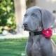 Dog collar flowers, Set of two (2), 14 colors, Dog collar Bows, Dog Bows, Collar Bows, Detachable Bows, Collar Flowers, Dog Collar, wedding