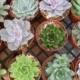 6 Large Succulents From 4 Inch Pots, A Great Collection, Perfect For Wedding Decor, Dinner Party, Garden