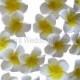 20 x Small Frangipani Flowers, 4-5cm Wedding Decoration, Latex Foam, FREE POSTAGE Australia Wide