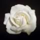 Realtouch White  Rose hair clip Fascinator for Wedding Bridal Bridesmaids