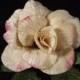 New Velvet Rose Cream Pink Edges 3" Green Velvet Leaves Millinery Flower Crown Wedding Crafts
