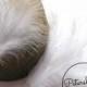 6 Stems of Wired Fluffy Marabou Feathers for Fascinators & Wedding Bouquets (18 feathers) - White