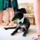 Dog Wedding Shirt Collar and Bow Tie (custom colors)