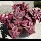 Succulent Plant. Crassula Calico Kitten. leaves blush a beautiful rose-lilac in drought or cold. Great as a hanging basket.