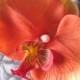 Hawaiian Coral Orchid  hair Flower clip