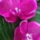 TROPICAL FLOWER CLIP - Pair of Fuchsia Hawaiian Orchids, Bridal. Silk Hair Flowers, Beach Wedding, Flower Headpiece, Pearls, Hair Accessory