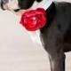 Satin Dog Collar Flowers - Wedding Accessories for Pets