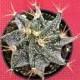 Cactus Plant. Star Cactus. Swirls Like a Star.
