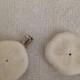 2 Seashell Hair Clip Accessory Wedding Bride Bridesmaid Sea Biscuit  White Sea Shells