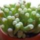 Succulent Plant. Baby Toes  “toes” look like they have eyeballs on top of them. Sprout pretty white & yellow flowers  Very low maintenance