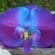 Orchid Flower Hair Clip-ELECTRIC BLUE-Weddings, Beach Destination Weddings, Vacations, Tropical Flowers, Blue, Paradise, Floral Hair Clips