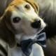 Denim Bow Tie Collar For Your Dog - Ring Bearer Wedding Accessory